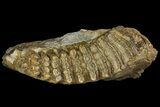 Fossil Stegodon Mandible with Molar - Indonesia #156724-7